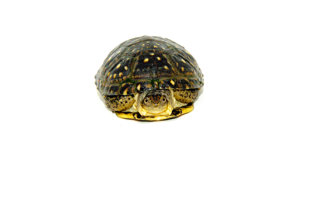 Blanding's Turtle